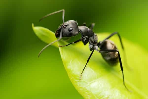 μυρμήγκι στην άκρη