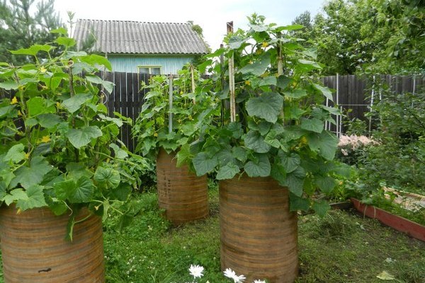 cucumbers in barrels in the garden