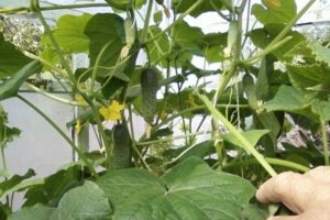 Plantering, odling och de bästa sorterna av gurkor för ett polykarbonat växthus i Moskva-regionen
