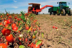 Πώς να μεγαλώσετε σωστά και να φροντίσετε τις ντομάτες στο ανοιχτό χωράφι στην περιοχή της Μόσχας