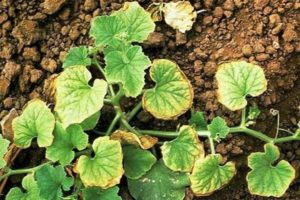 Varför blir gurkor gula i ett växthus, vad man ska göra och hur man ska hantera det