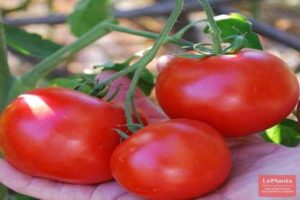 Opis odrody paradajok Zhorik-glutton, znaky pestovania a úrody