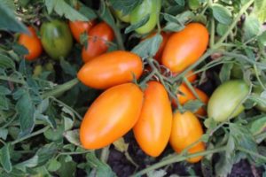 Eigenschaften und Beschreibung der Tomatensorte Golden Stream, deren Ertrag