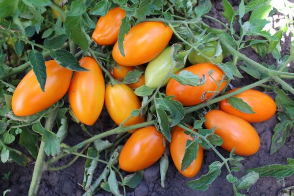 tomatoes harvest