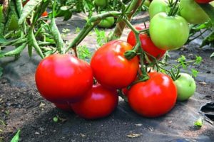 Opis sorte rajčice Zvijezda Istoka i njegove karakteristike
