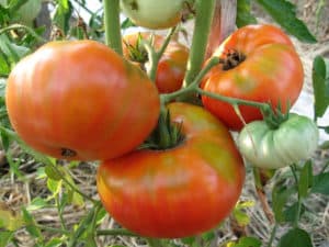 Kuvaus tomaattilajikkeesta Kunnianosoitus, viljely- ja hoitoominaisuudet