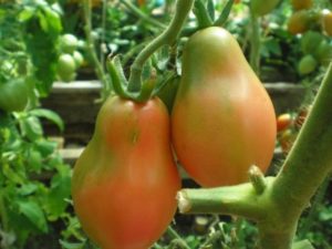 Beschrijving van de tomatenvariëteit Krimroos, kenmerken van teelt en opbrengst