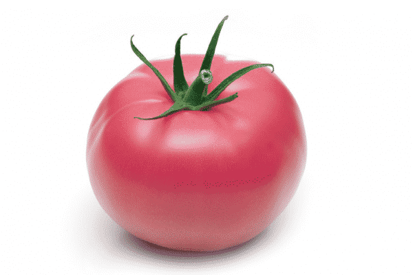 tomat rosa ängel utseende