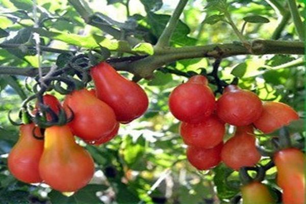 les buissons de tomates rose de Crimée