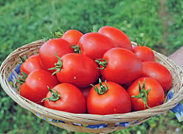Uiterlijk van Namib-tomaat