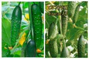 Emelya gurķu šķirnes apraksts, audzēšanas un kopšanas iezīmes
