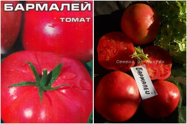 pomidorų Barmaley išvaizda
