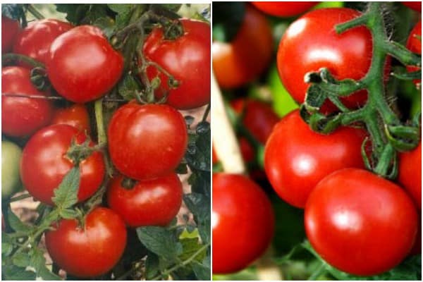 pomidorų Jampakt išvaizda