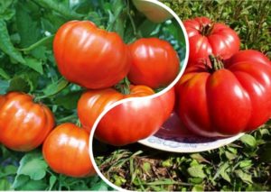 Descrizione della varietà di pomodoro Orlets, caratteristiche di coltivazione e resa