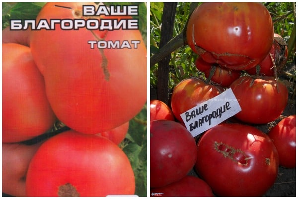 semená paradajok, vaša česť