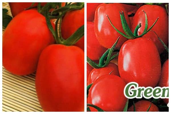 Irene domates tohumları