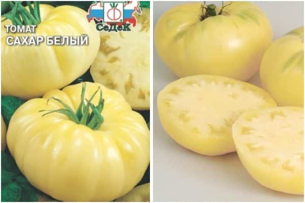 Variedad de tomate Azúcar Blanca