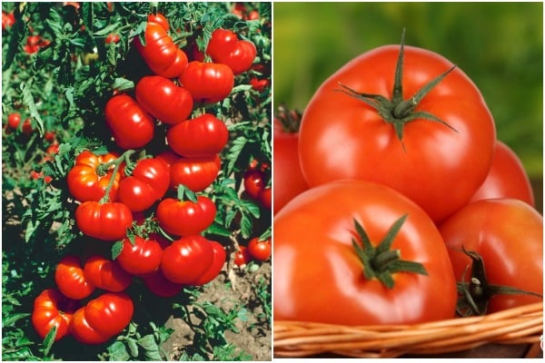 pomidorų Orlets išvaizda