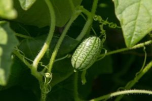 Popis odrůdy okurky African Melotria, její vlastnosti, vlastnosti a pravidla pěstování
