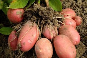 Beskrivning av potatisorten Bellarosa, dess odling och skötsel