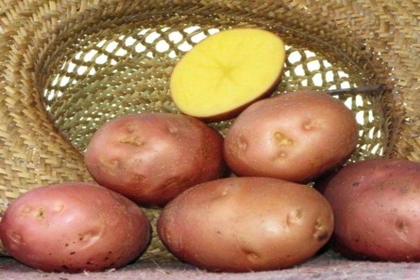 aardappelen in een mand