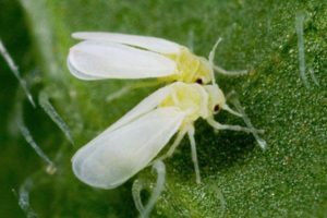 Come sbarazzarsi della mosca bianca sui cetrioli in una serra, come elaborarla?