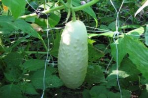 Baltųjų agurkų veislių aprašymas, jų auginimas ir priežiūra