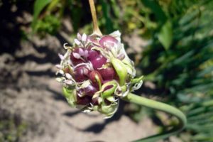 When to collect garlic bulbs, how to store and prepare them for planting?