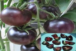 „Black Pearl“ pomidorų veislės aprašymas, auginimo ir priežiūros ypatybės