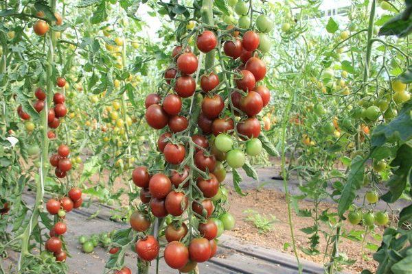 pomidorų apžvalgos
