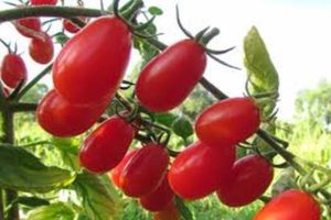 Beskrivning av tomatsorten Elf f1, funktioner för odling och skötsel