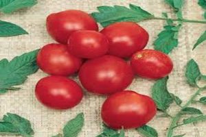 Περιγραφή της ποικιλίας ντομάτας Fancy, χαρακτηριστικά καλλιέργειας και φροντίδας