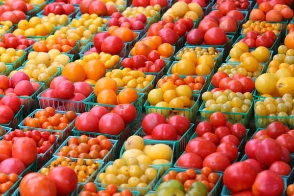 tomatskörd