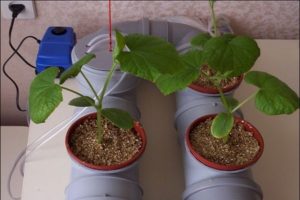 De technologie van het thuis kweken van komkommers in hydrocultuur