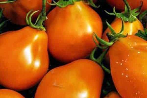 odrůda hruškových rajčat