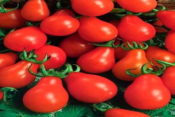 Tomaten Birne in Tomatenqualität