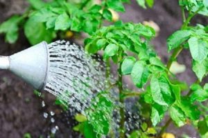 Hur kan man spara och odla potatis om trädgården översvämmas i en regnig sommar?