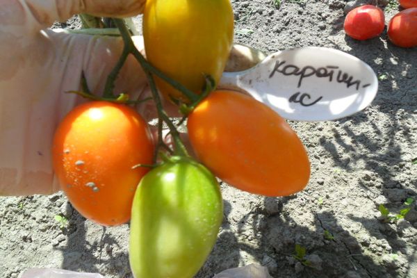 tomatsort och sådd
