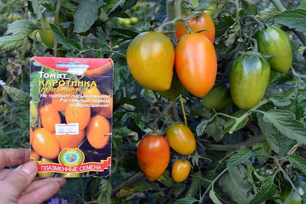Beskrivning av tomatsorten Karotinka, dess odling och skötsel