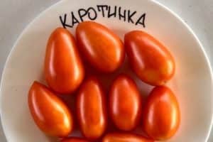 Descripción de la variedad de tomate Karotinka, su cultivo y cuidado