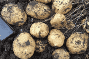 Beskrivning av Adretta potatisvariet, dess odling och skötsel