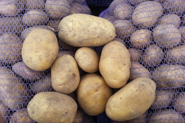 cultivo de patatas