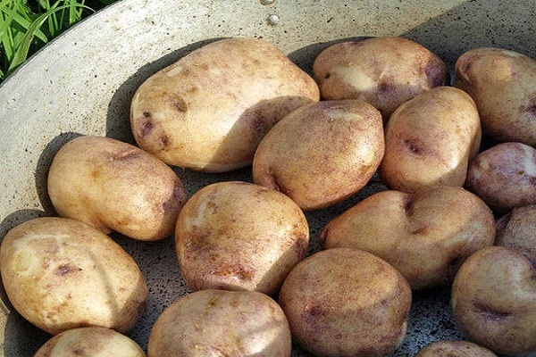 skördade potatis