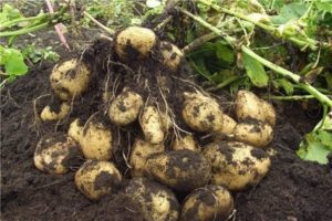 Beskrivning av Tuleevsky potatis, plantering och skötsel