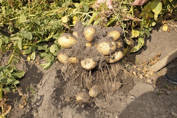 Tuleyevsky zemiaky