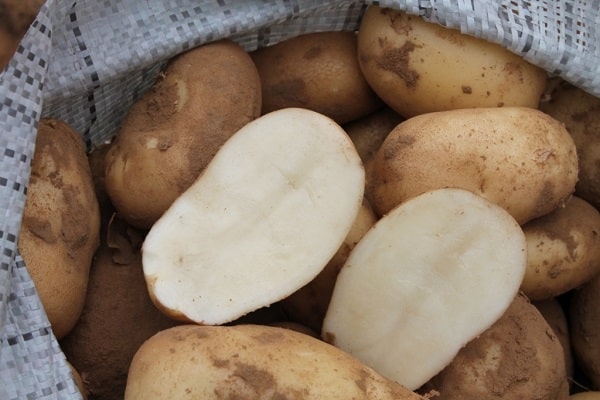 bulvių sėkmė
