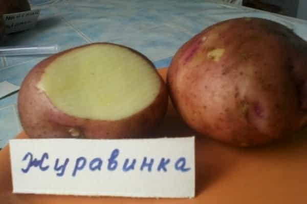 pommes de terre Zhuravinka
