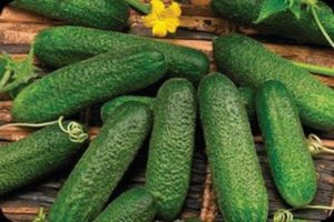 Beschrijving van de komkommervariëteit Claudine, zijn kenmerken en teelt