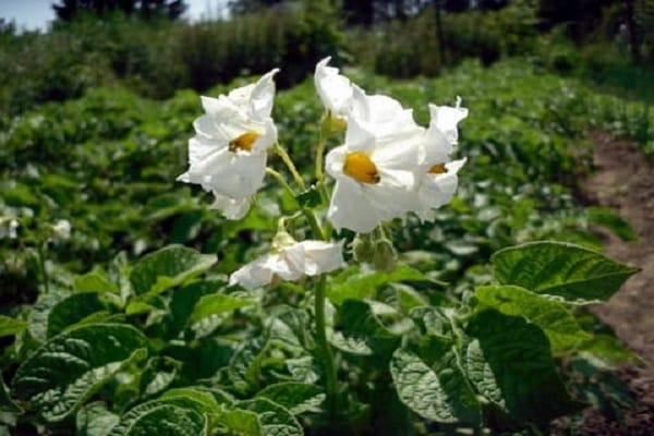 blommande potatis