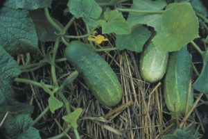 Popis odrůd okurek Lukhovitskie, vlastnosti a pěstování